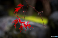 紅の四重奏