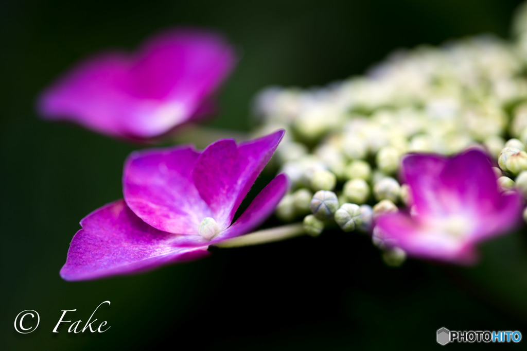 紫陽花に想いを寄せて