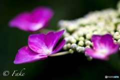 紫陽花に想いを寄せて