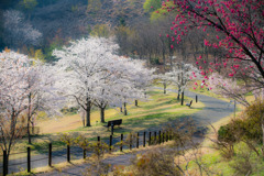 ある朝の光景