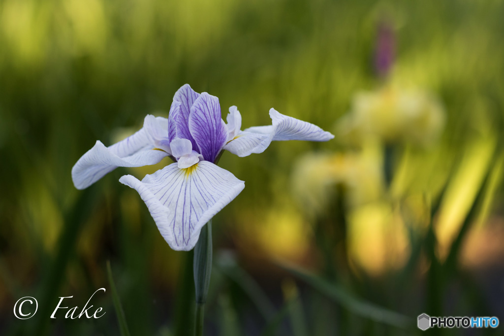 flower（花菖蒲・紫）