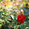 autumn rose