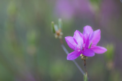 キャンパスに花を