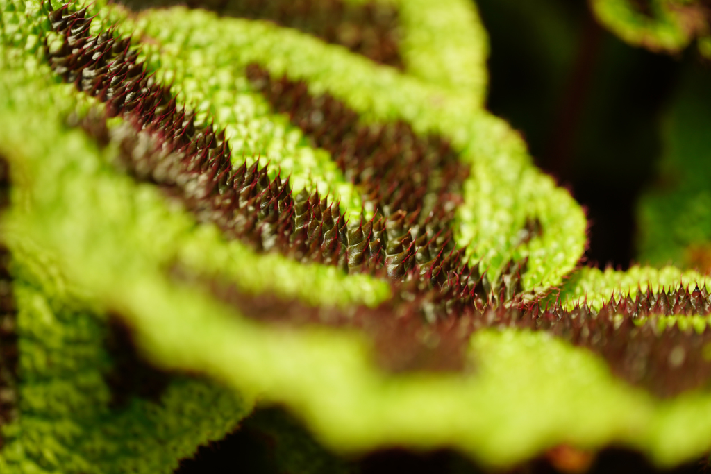 ワークショップ（シグマ 70mm F2.8 DG MACRO | Art）