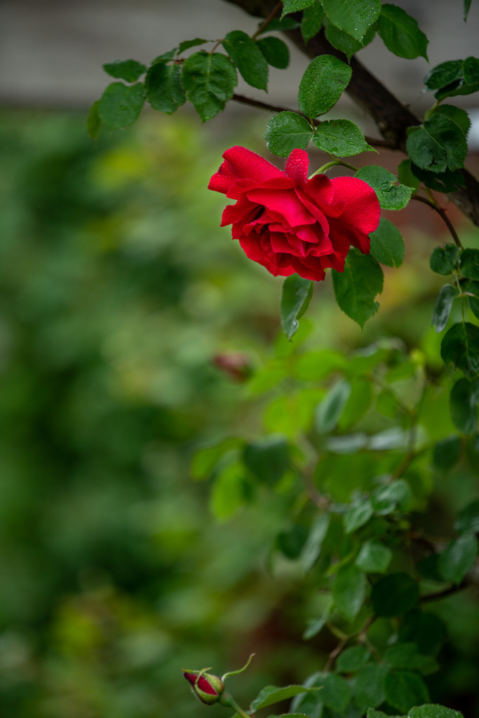 深紅のバラ By Fake Id 955 写真共有サイト Photohito