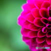 Dahlia