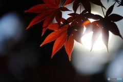 太陽に照らされて