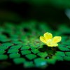 試し撮り