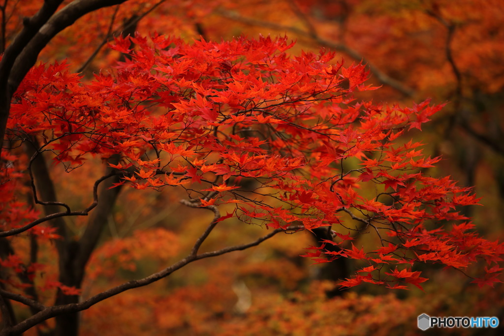 谷の中のmomiji