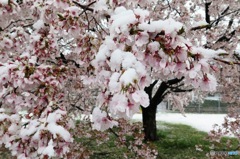 雪桜