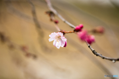 川に流るる寒桜 Ⅱ