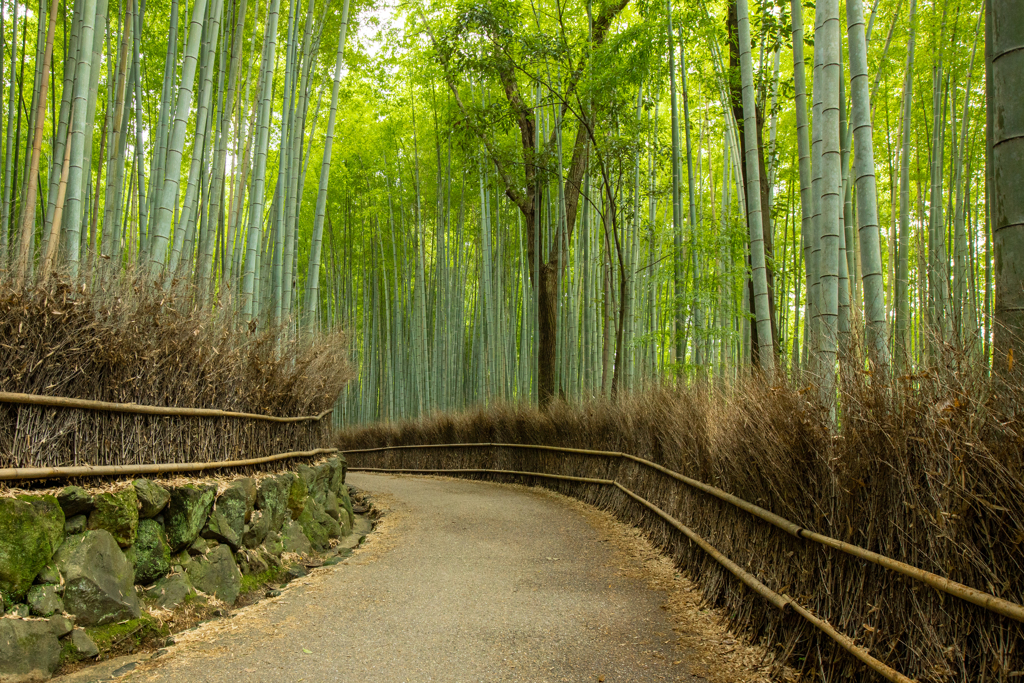 竹林の小径