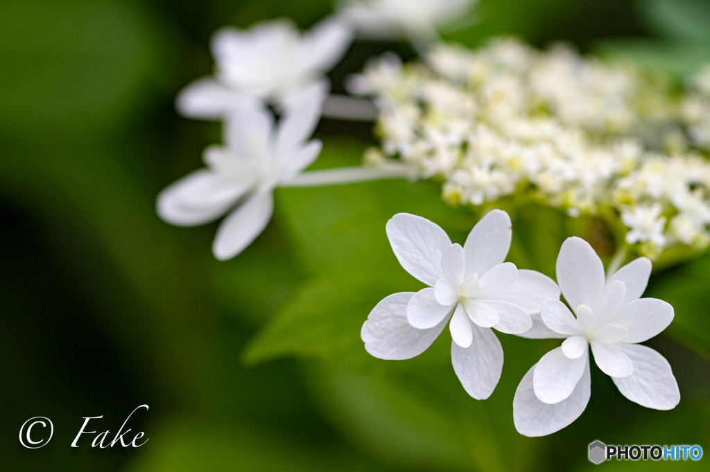 紫陽花（White）