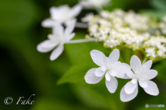 紫陽花（White）