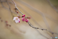 川に流るる寒桜