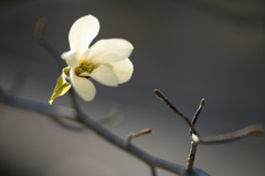 華の命は短くて