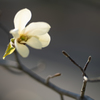 華の命は短くて