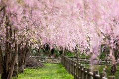 枝垂sakura03