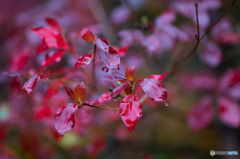 紅の四重奏