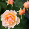 薔薇