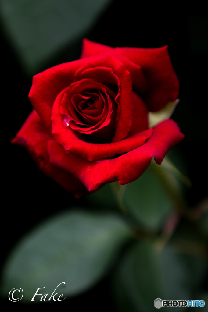 flower（バラ）
