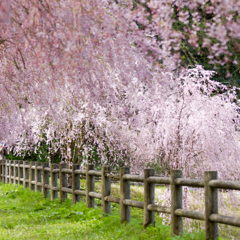 枝垂sakura05