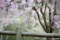 八重枝垂れ桜