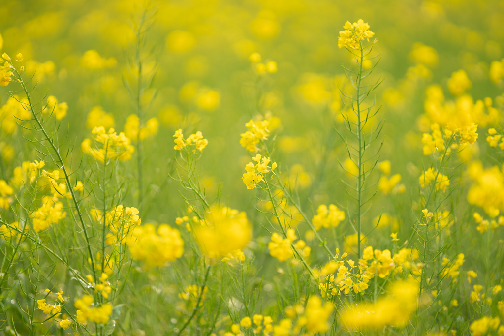 菜の花畑