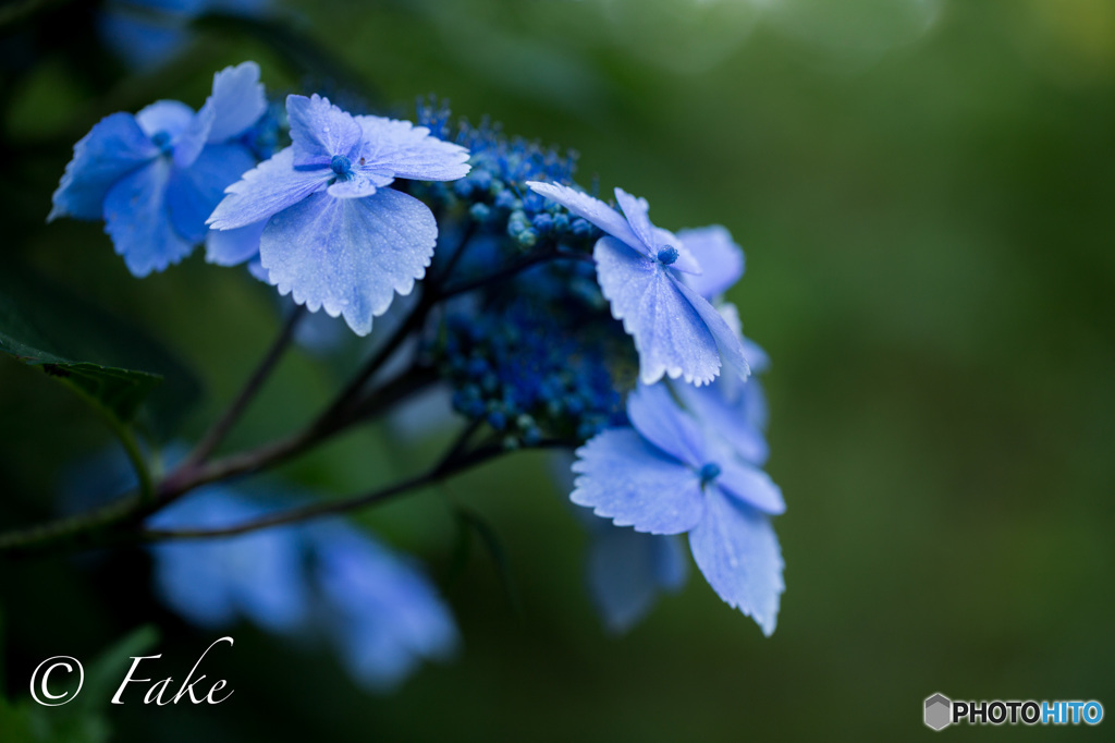 紫陽花（夜露に濡れて）