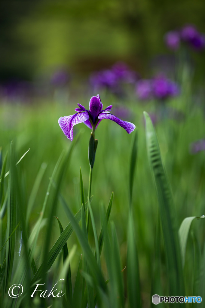 花菖蒲（紫）