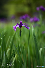 花菖蒲（紫）