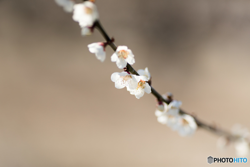 梅の花舞う頃に