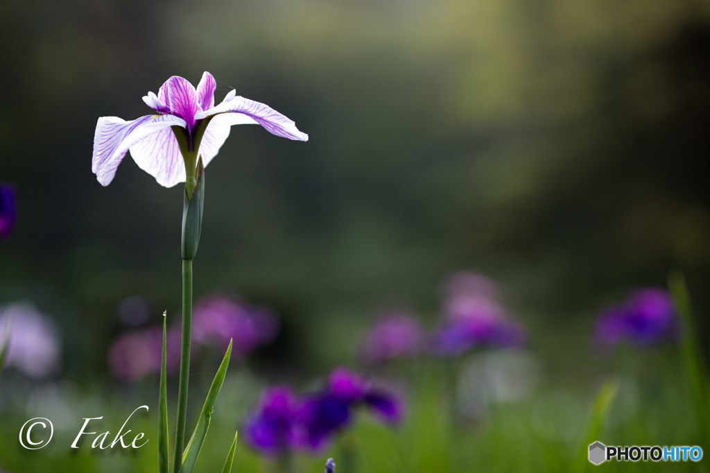 花菖蒲（朝日に輝く）