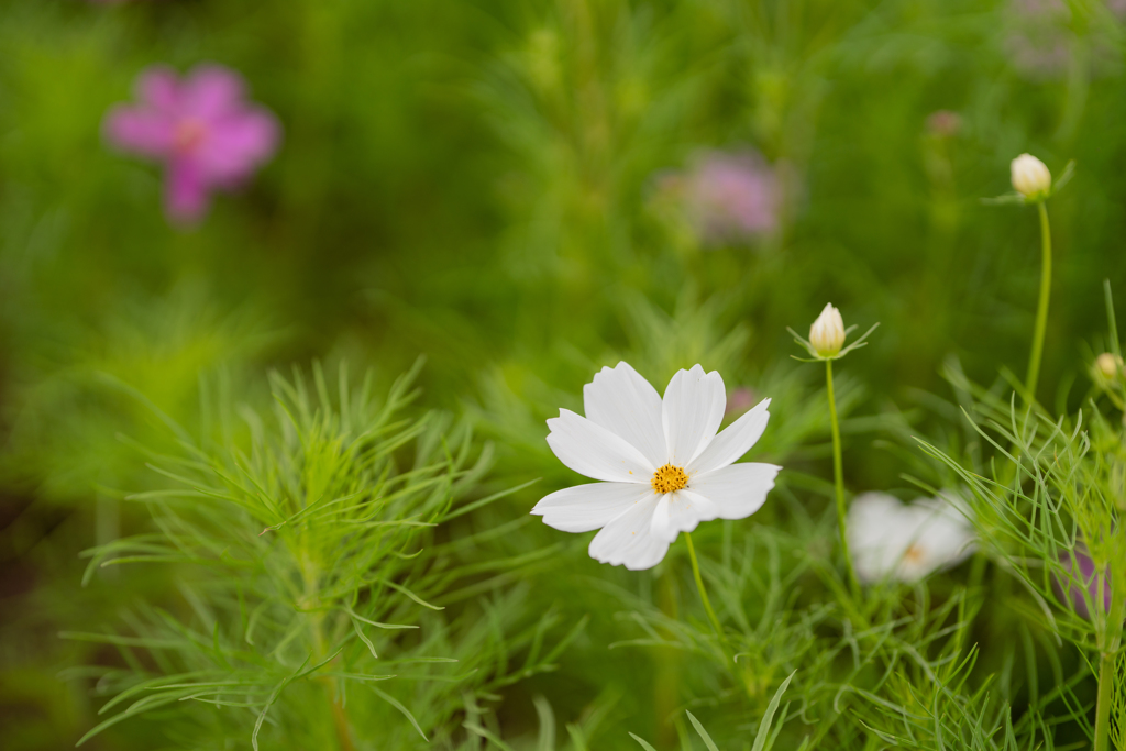 白い秋桜