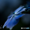 紫陽花（蔭蒼：インブルー）