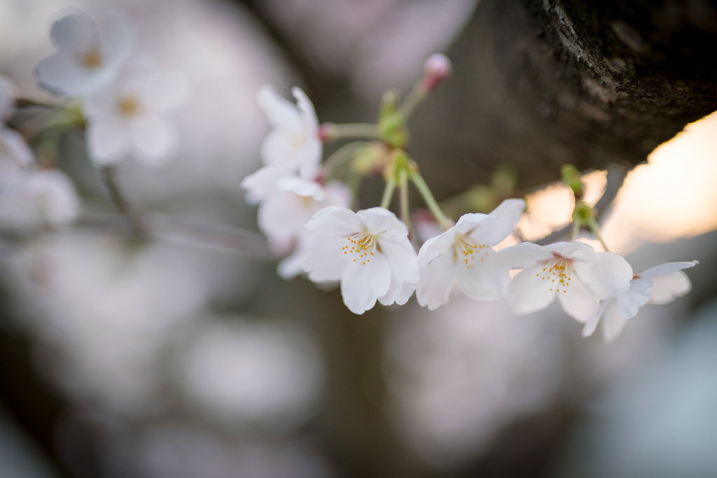 桜咲く