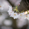 桜咲く