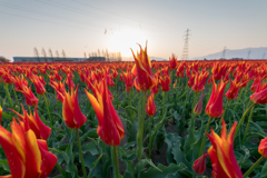 咲いた咲いたチューリップの花が