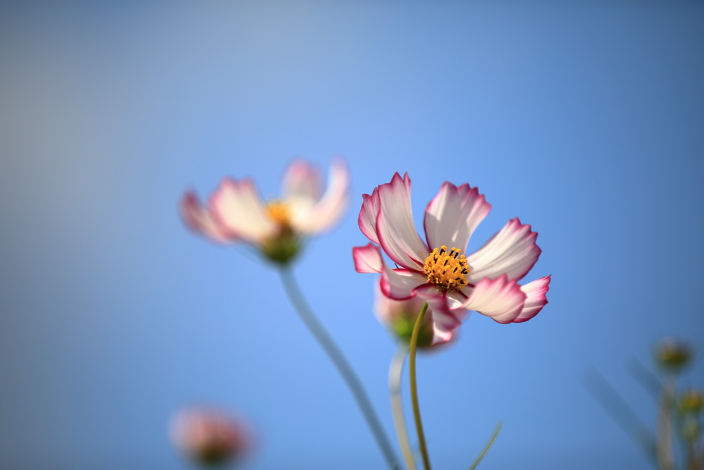 秋桜