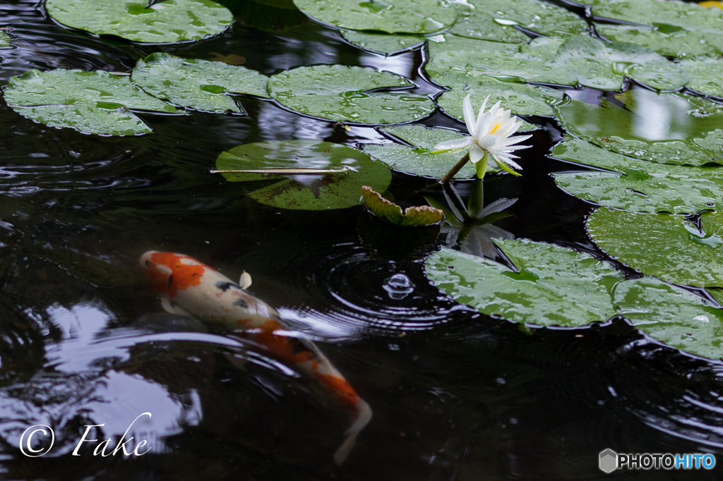 Water Lilies（クロード・モネ展で刺激を受けて）
