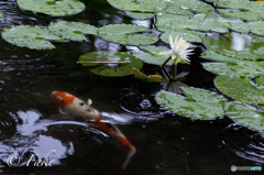 Water Lilies（クロード・モネ展で刺激を受けて）