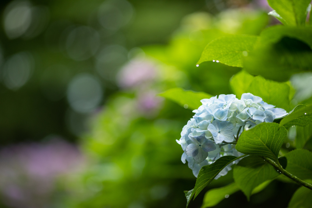 雨紫陽花