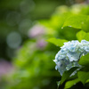 雨紫陽花