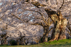 空いっぱいの桜