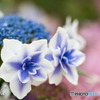 紫陽花（コンペイトウ）