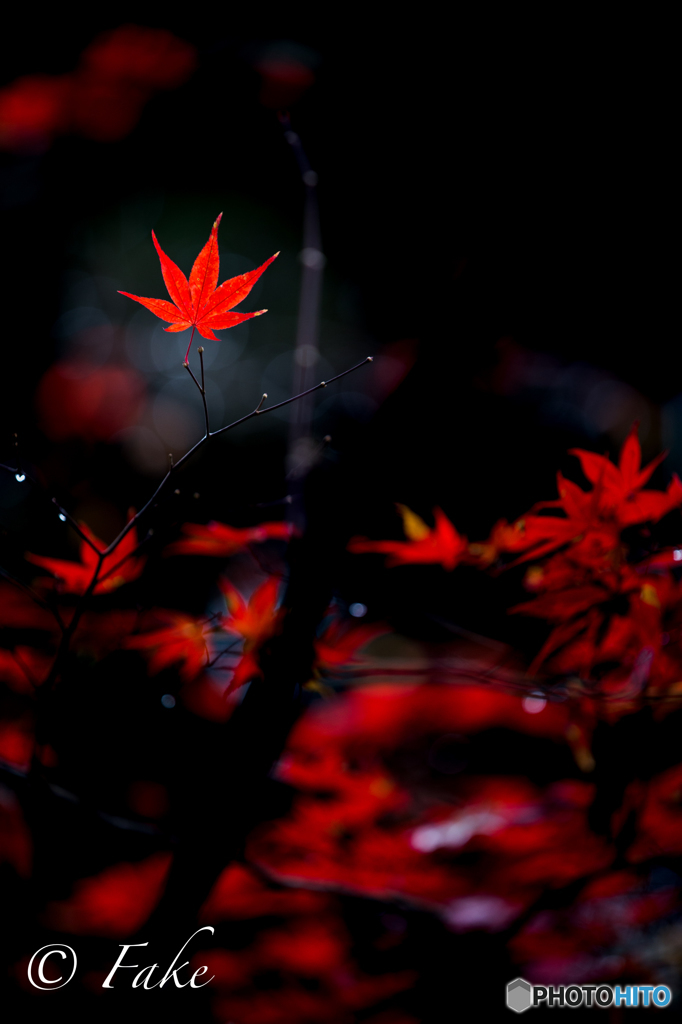 紅葉燃ゆ