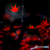 紅葉燃ゆ