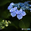紫陽花（色づき始めと咲き始め）
