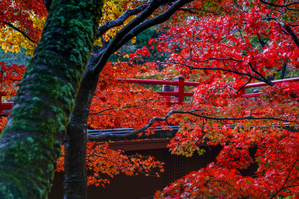 紅葉谷に架かる橋