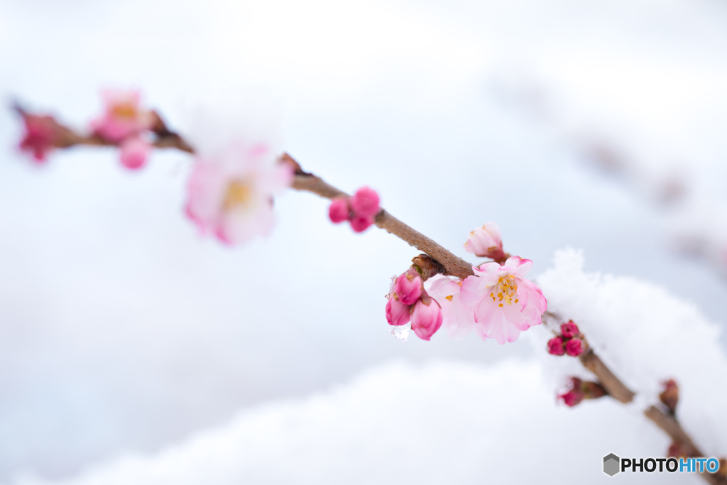 雪中寒桜Ⅱ